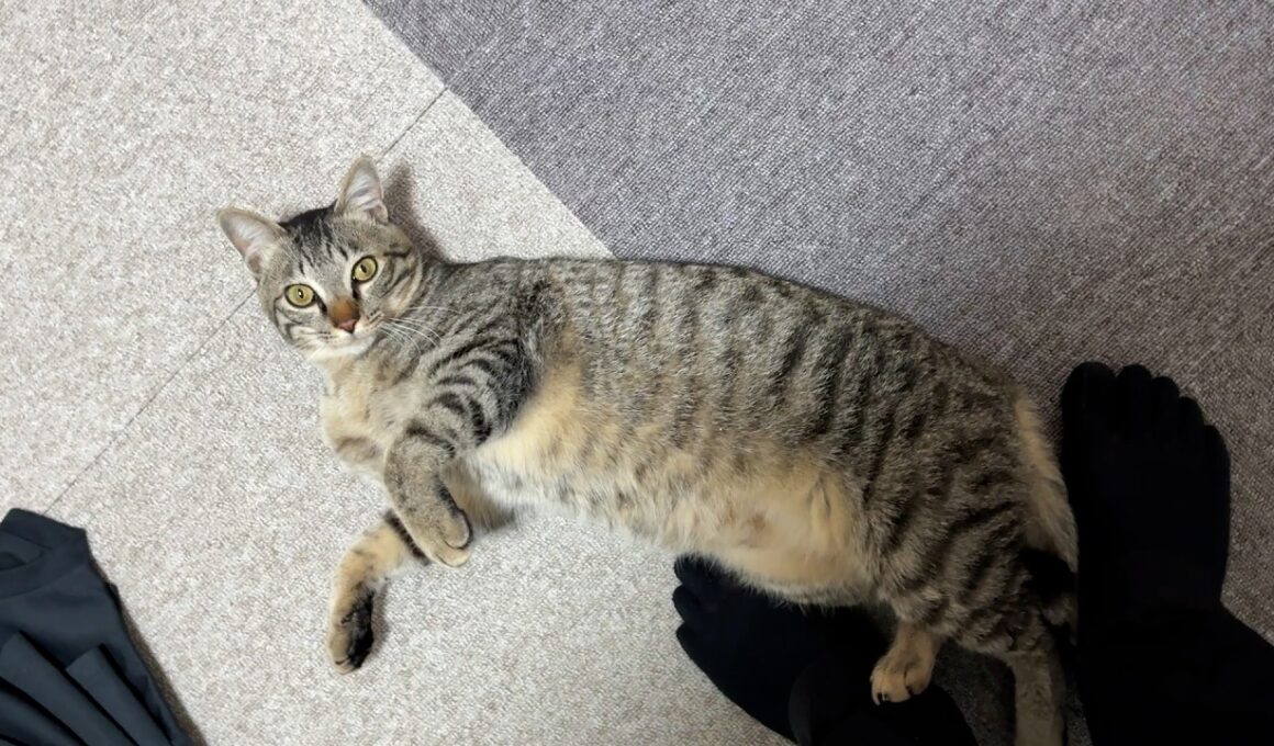 【保護猫】日に日に大人びていく子猫