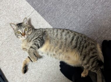 【保護猫】日に日に大人びていく子猫