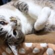 大人になっても子猫のような姫猫から目が離せません。【柴犬と猫たち】