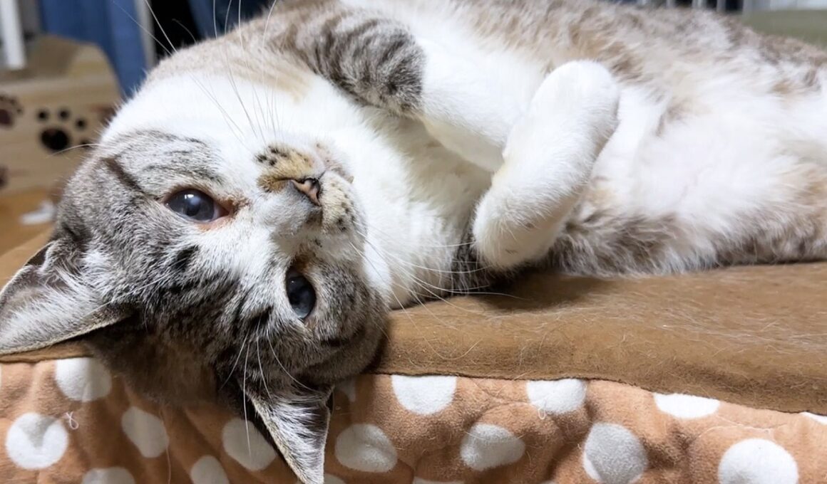 大人になっても子猫のような姫猫から目が離せません。【柴犬と猫たち】