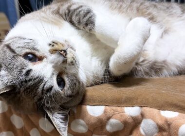 大人になっても子猫のような姫猫から目が離せません。【柴犬と猫たち】