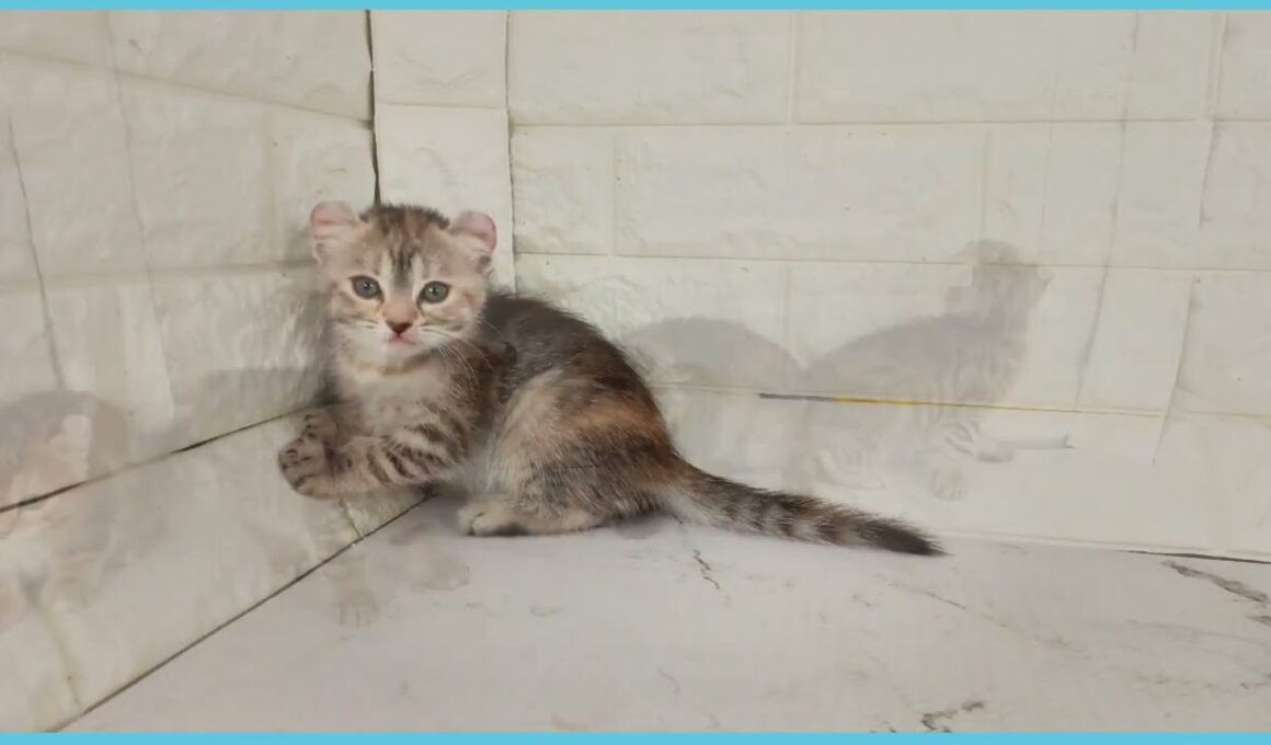 ペットショップcoo&riku No.00750280 アメリカンカール