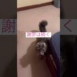 ごめんなさい #ねこ動画 #アメリカンカール