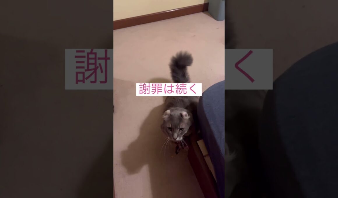 ごめんなさい #ねこ動画 #アメリカンカール