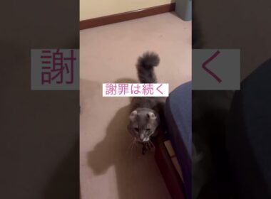 ごめんなさい #ねこ動画 #アメリカンカール