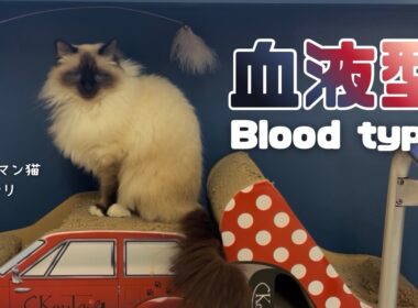 バーマン猫ウリ【血液型】Blood type（バーマン猫）Birman/Cat