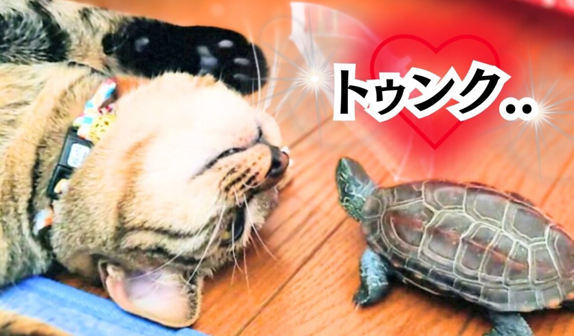 保護した子猫の相棒は…【The kitten's companion is...】