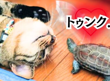 保護した子猫の相棒は…【The kitten's companion is...】
