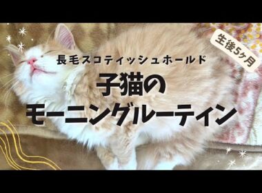 子猫のモーニングルーティン、生後5ヶ月の長毛スコティッシュホールドてお君の記録