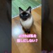 推しになりたいシャム猫のふくさん【たぬき猫】 #cat #しゃむねこ #猫のいる暮らし #猫好きさんと繋がりたい #ねこ #cutecat #cat