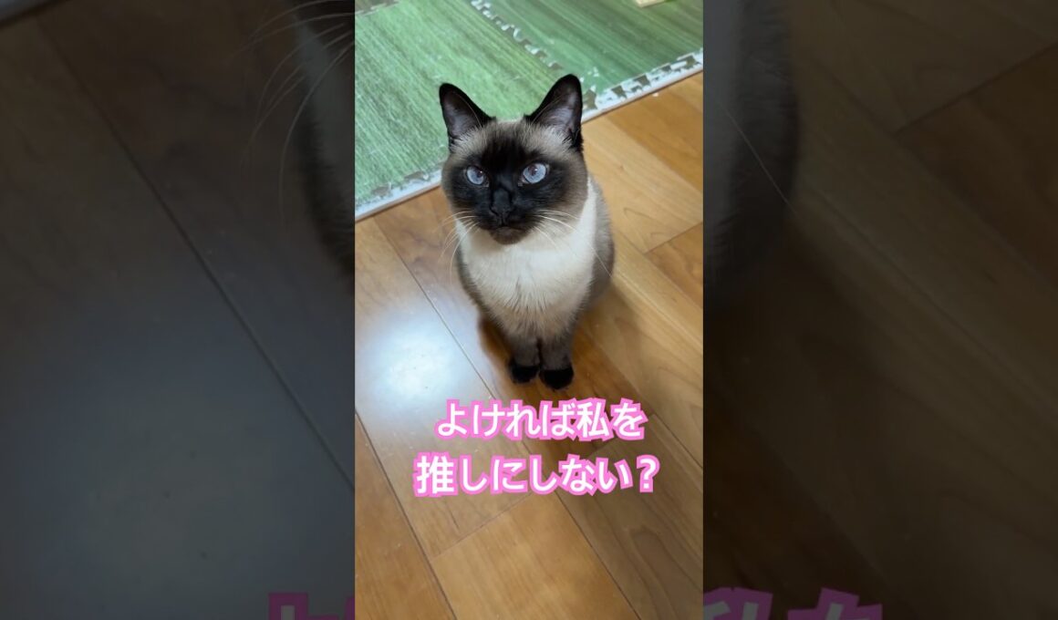 推しになりたいシャム猫のふくさん【たぬき猫】 #cat #しゃむねこ #猫のいる暮らし #猫好きさんと繋がりたい #ねこ #cutecat #cat