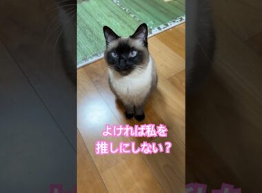 推しになりたいシャム猫のふくさん【たぬき猫】 #cat #しゃむねこ #猫のいる暮らし #猫好きさんと繋がりたい #ねこ #cutecat #cat