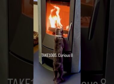 冒頭は生後11ヶ月のすす。小さかったな😽#egyptianmaucat #エジプシャンマウの仲間たち #エジプシャンマウスモーク #薪ストーブのある暮らし #薪ストーブ大好き猫 #shorts