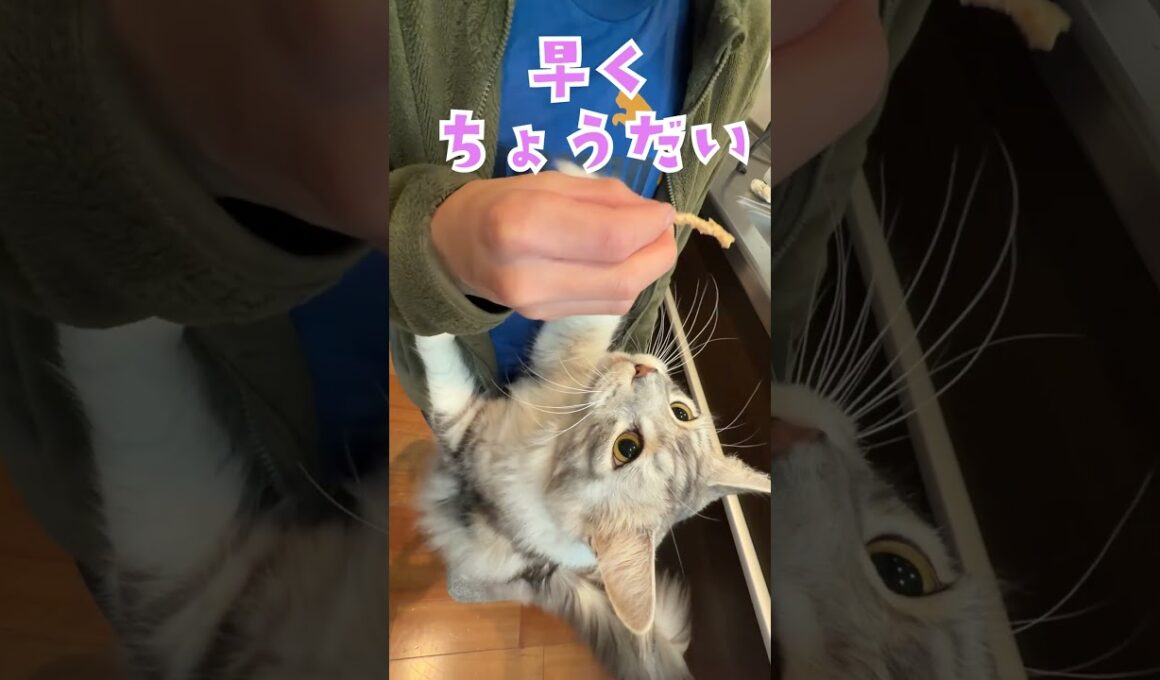おやつちょうだい大型猫の鳴き声メインクーン#short