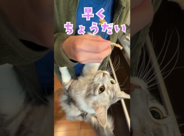 おやつちょうだい大型猫の鳴き声メインクーン#short