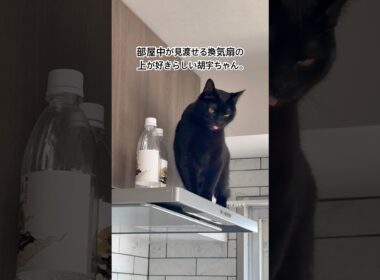 換気扇のうえ猫。 #cat #猫のいる暮らし #ボンベイ #黒猫 #くろねこ