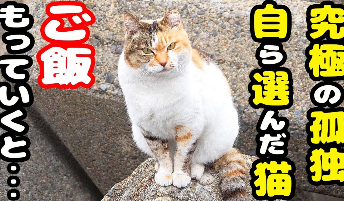 コロニーを離れて孤独に生きる猫にご飯をあげると・・・さくらねこへのエサやり【視聴だけでも猫を助けることになります】支援者様 視聴者様 猫たちに神のご加護を！野良猫の感動猫動画