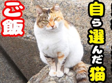 コロニーを離れて孤独に生きる猫にご飯をあげると・・・さくらねこへのエサやり【視聴だけでも猫を助けることになります】支援者様 視聴者様 猫たちに神のご加護を！野良猫の感動猫動画