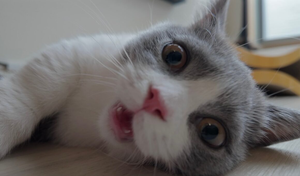 新しいおもちゃ買ったら、子猫が本気出しすぎた