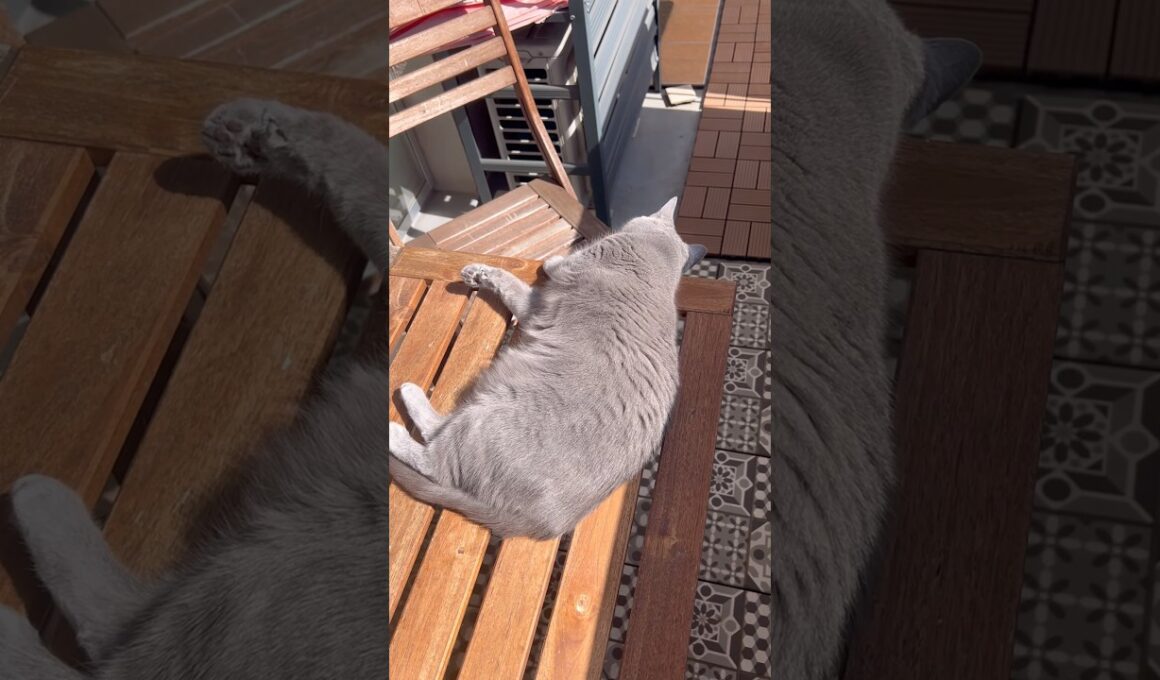 春の日差しを満喫するつむやま〜【シャルトリューつむやまのヨルシカ日記】 #ねこ #chartreux #シャルトリュー #cat #猫 #ネコ #ヨルシカ #猫のいる暮らし #猫好きさんと繋がりたい