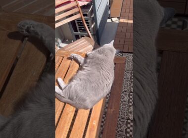 春の日差しを満喫するつむやま〜【シャルトリューつむやまのヨルシカ日記】 #ねこ #chartreux #シャルトリュー #cat #猫 #ネコ #ヨルシカ #猫のいる暮らし #猫好きさんと繋がりたい