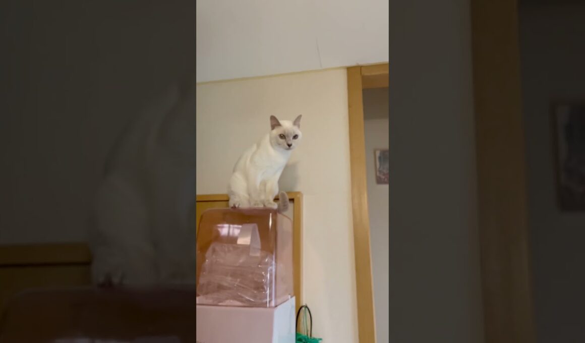 Looks like a meerkat!haha..高所平気症