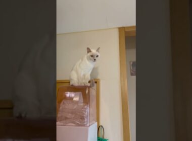 Looks like a meerkat!haha..高所平気症