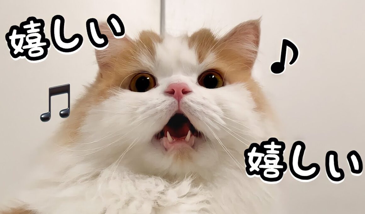 久しぶりに飼い主とゆっくりお風呂で大喜びな猫♪