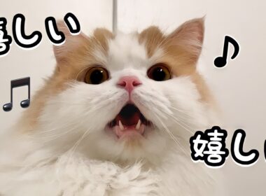 久しぶりに飼い主とゆっくりお風呂で大喜びな猫♪