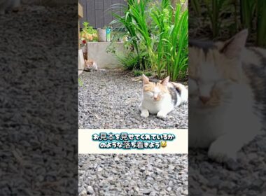 人間を信じなかった赤ちゃん猫が…今では‥‥ #shorts  #子ネコ #保護子猫 #三毛猫家族 #ねこ #兄弟猫 #三毛猫 #猫部屋