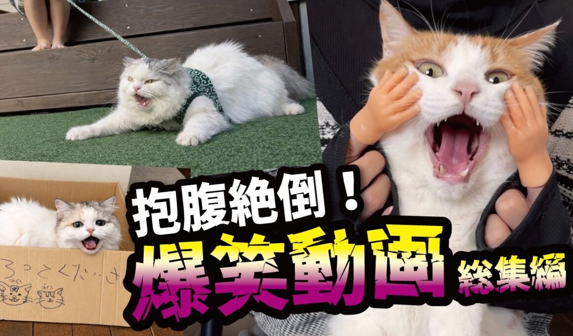 関西弁で会話する猫たちの爆笑動画がこちら！！【総集編】