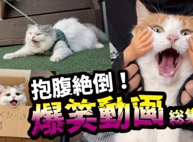 関西弁で会話する猫たちの爆笑動画がこちら！！【総集編】