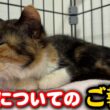子猫が心配でセカンドオピニオンを受けました