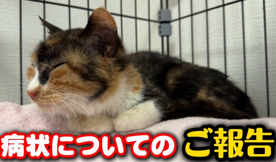 子猫が心配でセカンドオピニオンを受けました