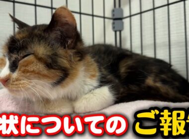 子猫が心配でセカンドオピニオンを受けました