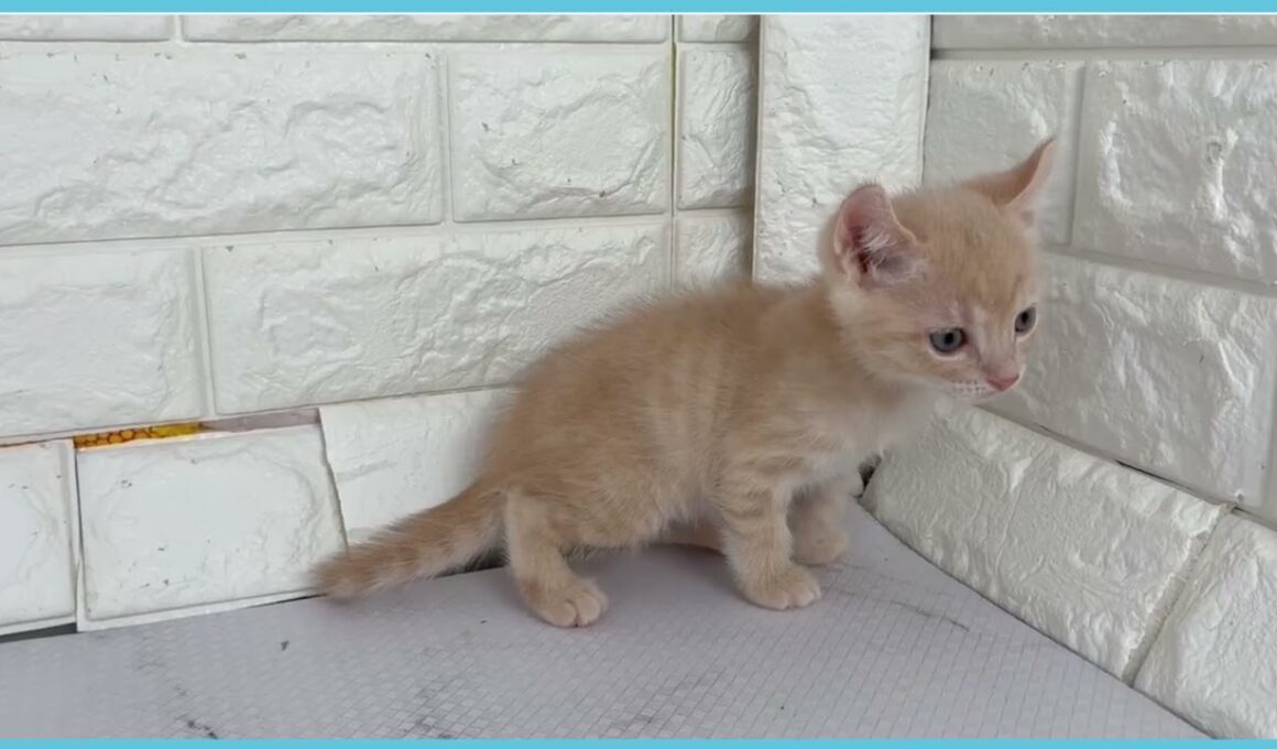 Coo&RIKU　No.00745918 アメリカンカール