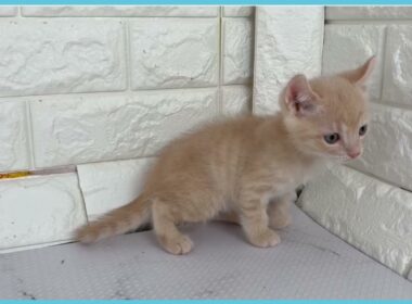 Coo&RIKU　No.00745918 アメリカンカール