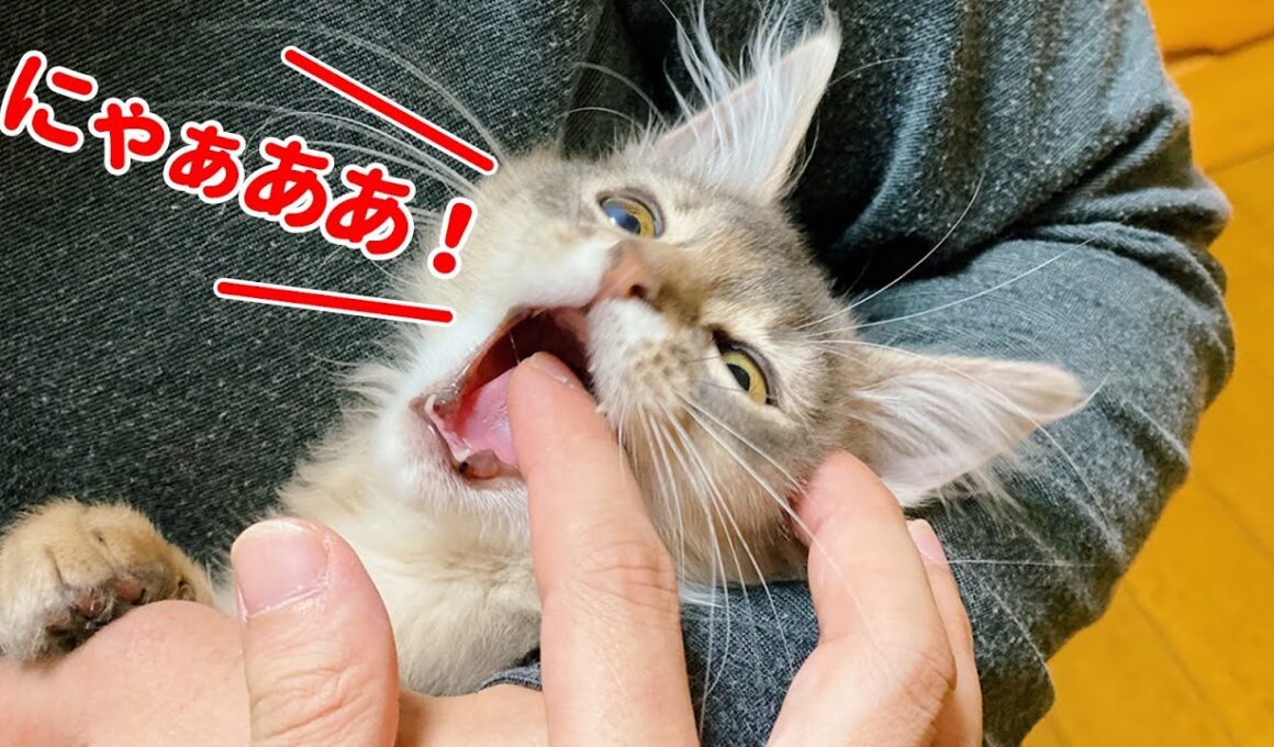 【噛み癖】遊んでほしいと見つめるかわいい子猫【ソマリ】