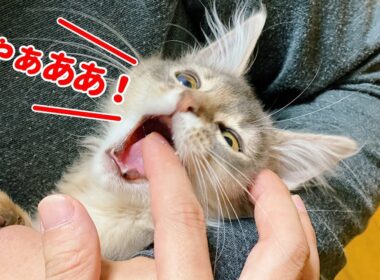 【噛み癖】遊んでほしいと見つめるかわいい子猫【ソマリ】