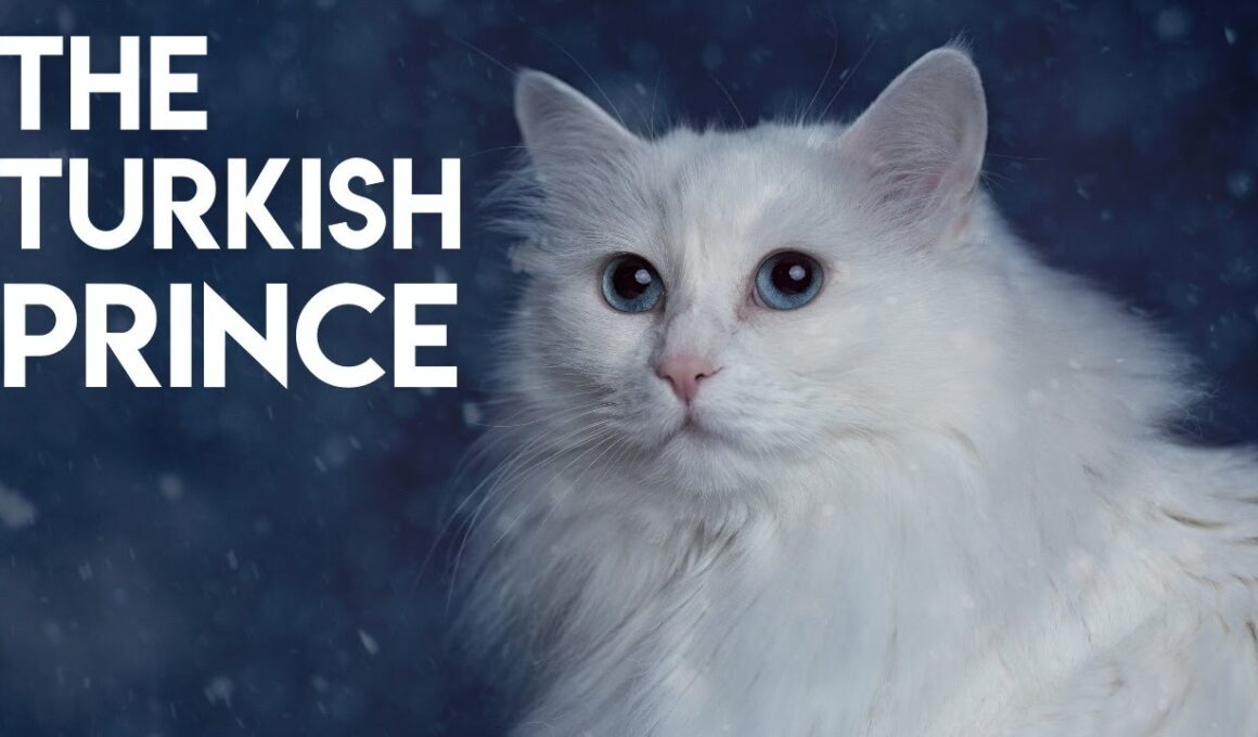 Turkish Angora Cat 101 - Learn ALL About Them!