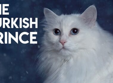 Turkish Angora Cat 101 - Learn ALL About Them!