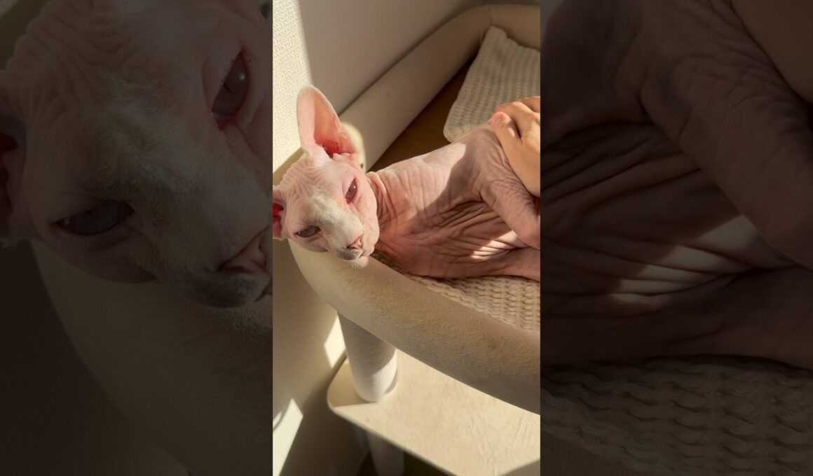 ママが近づくと喜ぶ猫アレクサンドラ【スフィンクス】