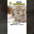 【 子猫に初めてミルク皿を出した結果 🍼✨ 】