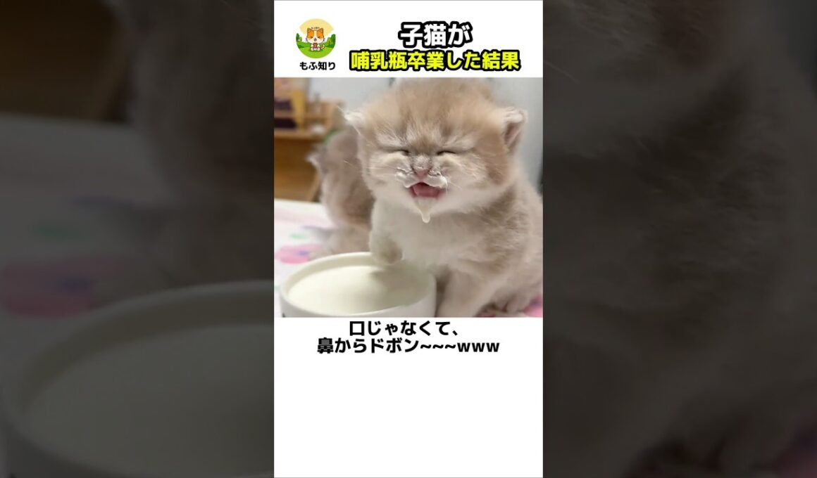 【 子猫に初めてミルク皿を出した結果 🍼✨ 】