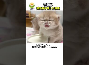 【 子猫に初めてミルク皿を出した結果 🍼✨ 】