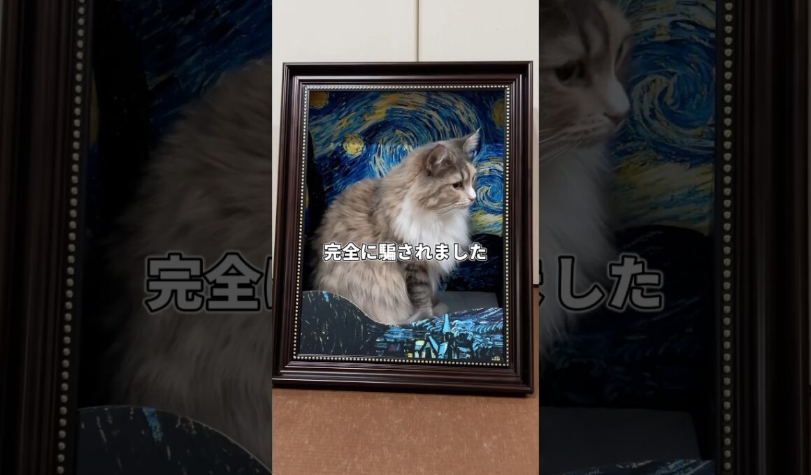 ノルウェージャンフォレストキャットの意外な真実　#猫のきなこもち