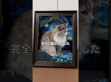 ノルウェージャンフォレストキャットの意外な真実　#猫のきなこもち