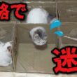 【悲報】猫用迷路作ったらガチで迷子になられてました…💦