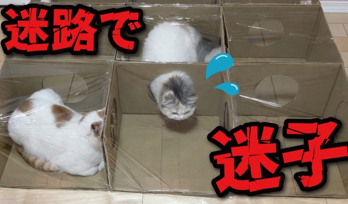 【悲報】猫用迷路作ったらガチで迷子になられてました…💦
