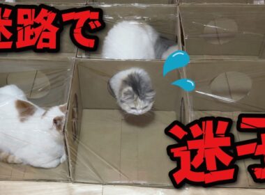 【悲報】猫用迷路作ったらガチで迷子になられてました…💦